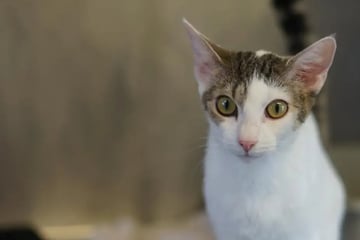 Keiner vermisst Shika: Wer schenkt der verspielten Katze ein Zuhause?