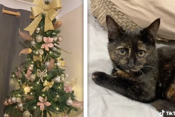 Cat causes comical Christmas tree makeover on TikTok