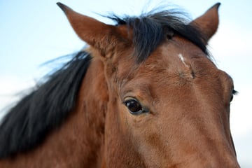 Pferd geht durch: Frau und Mädchen stürzen von Kutsche