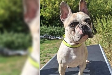 Französische Bulldogge Tacco ist ein richtiger Rabauke: Gelingt ihm der Neustart?