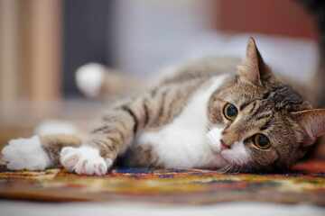 Ataxia in cats: Explaining the medical condition, its causes, and treatment options