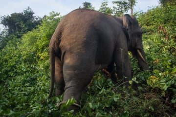 Elefanten-Attacke im Wohngebiet: Mädchen (8) liegt im Koma