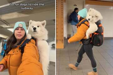 Dog owner goes viral for her epic "dog in a backpack" New York subway hack!