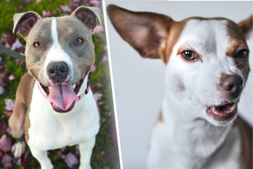Pit bull and chihuahua mix gives a wink to the haters on TikTok