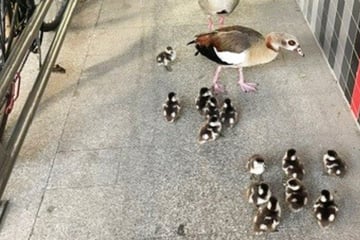 Nilgans-Familie löst Polizei-Einsatz aus: Bundesstraße gesperrt