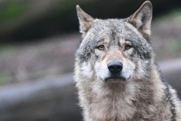 Wölfe: Gericht bremst ab: Wolf im Schwarzwald darf vorerst nicht erlegt werden