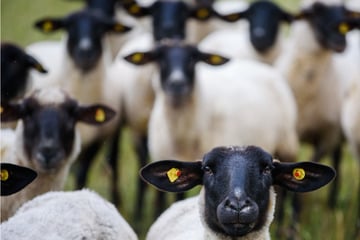 Züchter von bedrohten Nutztierrassen werden vom Ministerium unterstützt