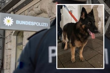 München: S-Bahn-Fahrer traut seinen Augen kaum: Hund läuft im Stammstreckentunnel