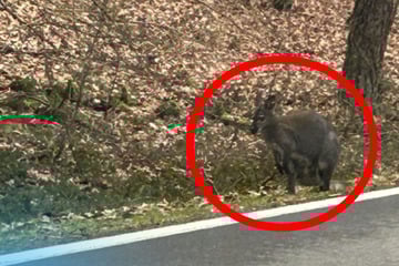 Ausgebüxt und auf der Flucht: Polizei sucht dieses Känguru!