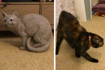Frau macht ihre Samtpfote mit Katzenstatue vertraut - und bereut es sofort