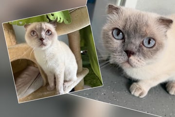 Trotz Handicap: Katze Emma sucht nach Couch fürs Leben
