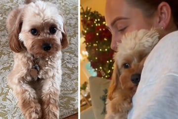 Velcro dog has the cutest reaction to new twin babies: "Don't worry Paolo!"