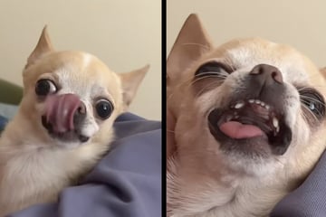 Chihuahua bekommt Küsschen von Besitzerin: Die Reaktion des Hundes sorgt für Lachtränen