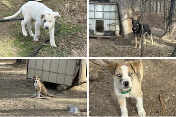 Kurz vor heftigem Schneesturm: Tierschützer retten 18 Hunde