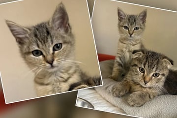 Sie sind erst vier Monate alt: Katzen-Babys mit Gendefekt einfach ihrem Schicksal überlassen