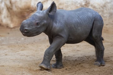 Nashorn-Baby im Zoo Magdeburg: Das steckt hinter niedlichem Namen