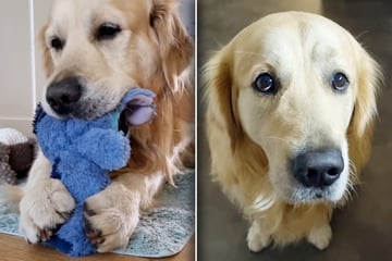 Frau hat Sorge, dass Golden Retriever Kuscheltier nur zerbeißt: Kurz darauf schmilzt sie dahin