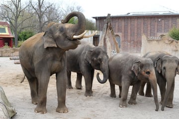 Nikolaus-Bescherung im Leipziger Zoo: Nur die Elefanten müssen auf Diät?