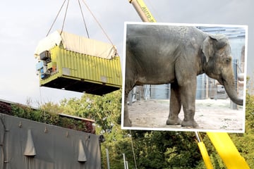 Elefant nach 13 Jahren mit Mutter vereint: Rührende Zusammenführung im Zoo Karlsruhe!