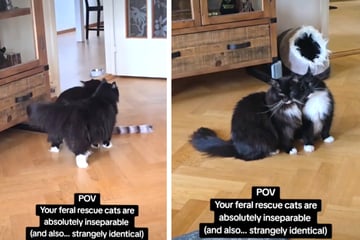 Frau adoptiert verwilderte Katzen, dann entdeckt sie ein auffälliges Verhaltensmuster