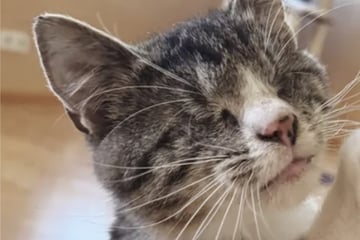 "Hätte die Silvesternacht nicht überlebt": Blinder Kater Piccolo kämpft sich ins Leben zurück