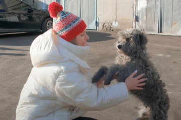 Einsamer Hund bettelt um Hilfe: Als Frau ihm näher kommt, sieht sie den bitteren Grund