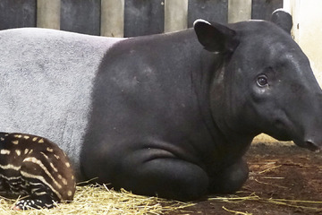 Bittersüße Baby-News im Leipziger Zoo: Wird das Tapir-Jungtier überleben?