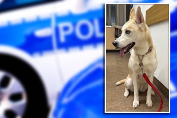 Zutrauliche Hündin irrte verloren an Landstraße entlang: Wo sind ihre Halter?