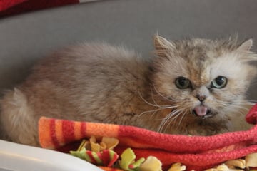 Katze zieht dauerhaft Grimasse: Das steckt hinter Morchels Gesichtsausdruck