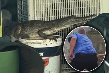 Schnappatmung auf Veranda: Polizist ergreift Krokodil mit bloßen Händen