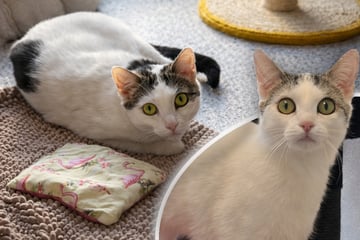 Kein Umzug mit Katze? Mila versteht die Welt nicht mehr