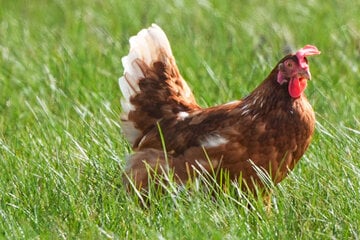 Newcastle-Krankheit: Behörden lassen 100.000 Legehennen töten