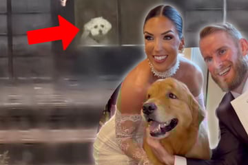 Golden Retriever fährt mit in die Flitterwochen: Was passiert, lässt Herzen schmelzen