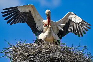 Strommast besetzt, Frau gefunden: Storch Gustav besiegt (vorerst) den Energiekonzern