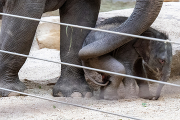 Erste Blicke auf Leipzigs süßen Baby-Elefanten - Tante und Oma auch schwanger!