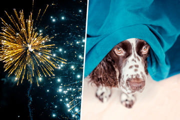Tierschützer für böllerfreies Silvester: So viele Hunde sind zum Jahreswechsel entlaufen