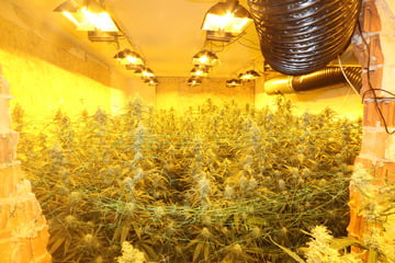 Drogenhändler festgenommen! Polizei findet Cannabis-Plantage und noch viel mehr