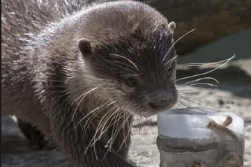 Darum gehen Bewegungsmelder an, wenn sich Zoo-Tiere bei Hitze abkühlen wollen