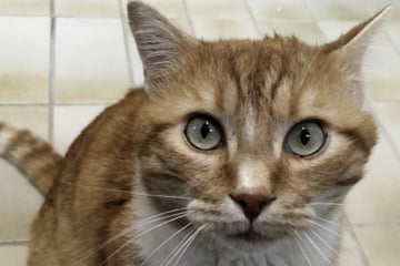 Baldo hat Katzen-Aids! Gibt es noch Hoffnung?