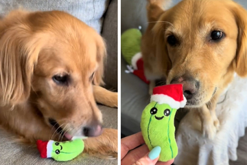 Dog's reaction to a bigger version of his favorite toy is too sweet!