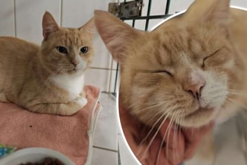 Vom Straßenkater zum Schmusetiger: Lancelot hofft endlich auf ein Zuhause