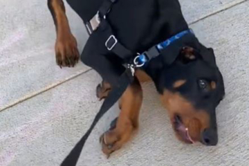 Nap attack: Dog with rare condition goes TikTok viral