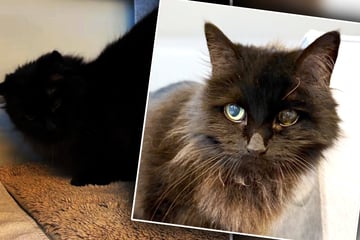 Tierheim nimmt zutrauliche Katze auf, doch etwas stimmt mit ihrem Auge nicht