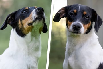 Mini-Mischling entging nur knapp dem Tod: Ist Angi der richtige Hund für Dich?