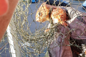 Köln: Eichhörnchen verfängt sich in Katzen-Netz, dann kommen rettende Hände