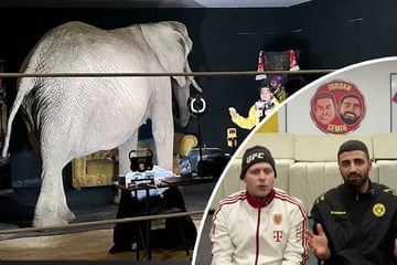 Elefant im Livestream gezeigt: Influencer wehren sich gegen Tierquäler-Vorwürfe