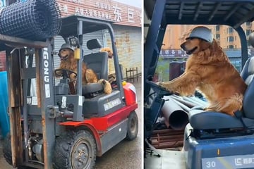 Hund will nützlich sein: Golden Retriever überrascht mit ungewöhnlichem Talent