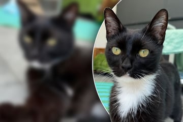 Kleiner Kater landet im Tierheim, Pfleger vermuten: "Irgendetwas muss ihm passiert sein"