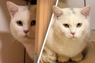 Er sucht sehnlichst ein Zuhause: Schneeweißer Kater kommt per Tierrettung ins Tierheim