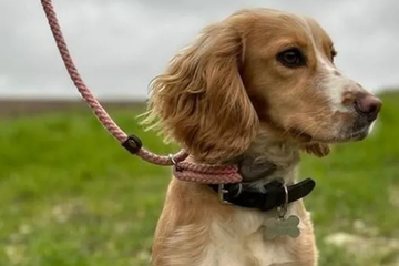 Frau ist schockiert, als sie erfährt, an welcher Krankheit ihr Hund gestorben ist